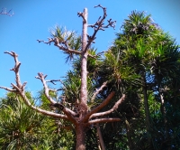Cet arbre est l’ancêtre des sapins, très apprécié par certaines espèces de dinosaures à Madagascar