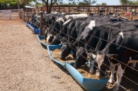 Les vaches laitières importées ont donné naissance à 18 veaux.