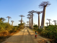 L’Allée de baobab est classée comme la première destination touristique dans la région Menabe