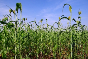 Le Sorgho peut être une des alternatives pour remplacer le riz