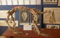 Les restes d’un lémurien géant de Madagascar, espèce disparue