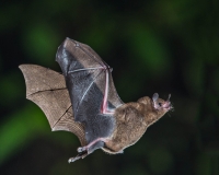 Le coronavirus proviendrait des chauve-souris.