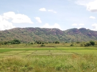 Mandrisara, une région fertile, des paysans affamés