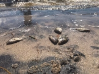 Des poissons sans vie à Fort Dauphin, une enquête en cours.  