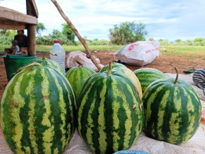 L’agroécologie, un des techniques agricoles pour faire face au changement climatique selon le ministère de l&#039;Agriculture et de l&#039;Elevage