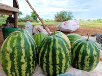 L’agroécologie, un des techniques agricoles pour faire face au changement climatique selon le ministère de l'Agriculture et de l'Elevage