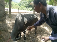 Selon Dr Patrice, un vétérinaire à Analanjirofo, le nombre de bovins à Vavatenina sont en baisse 