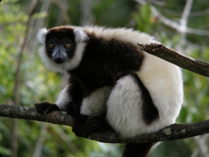 Le Varika devrait vivre librement dans son habitat naturel.