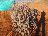 Pour l’autosuffisance alimentaire, des tonnes des maniocs ont été cultivées par les détenus à Ihadilalana Ambositra  