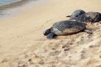 Plusieurs familles malgaches entrent dans la consommation des tortues de mers 
