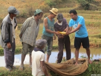 Les rizipisciculteurs se réjouissent des poissons qu’ils pêchent depuis leur rizière.