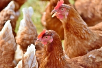 Importation de maïs accordée aux professionnels de la filière avicole