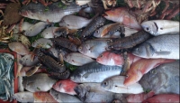 Environ 10 000 tonnes de produits halieutiques ont été capturés illégalement durant l’année 2020.