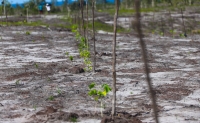 99% des jeunes pousses d’arbres plantées ont survécu à la campagne de reboisement à Ilaka Est  