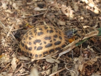 Il est interdit d’exploiter, de domestiquer, d’acheter ou de vendre toutes catégories de tortue