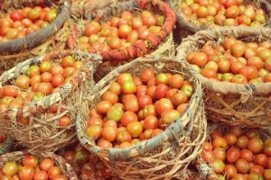 La caisse de tomates se vend entre 1 000 et 4 000 ariary