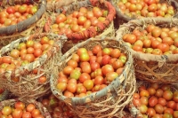 La caisse de tomates se vend entre 1 000 et 4 000 ariary