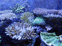 La surface des récifs coralliens à Madagascar s’étend jusqu’à 2000km2. 
