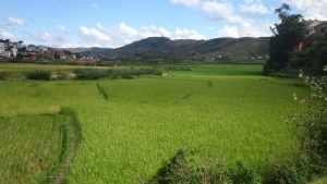 C&#039;est presque la fin de la période de soudure en Alaotra.