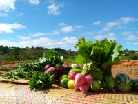 Des récoltes issues de la permaculture urbaine.