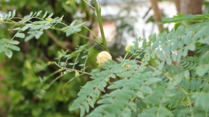 Les plantes ont besoin des insectes à bien des égards.