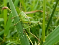Sauterelle Verte Perchée Sur L'herbe /L’insecticide appelé chlorpyrifos sont le plus utilisés à Madagascar pour la lutte anti acridiennes