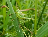 Sauterelle Verte Perchée Sur L'herbe /L’insecticide appelé chlorpyrifos sont le plus utilisés à Madagascar pour la lutte anti acridiennes