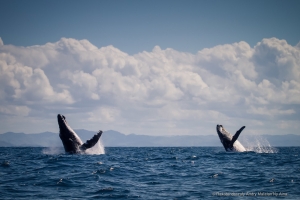 Les baleines sillonnent déjà l&#039;île Sainte-Marie en ce moment.