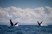 Les baleines sillonnent déjà l'île Sainte-Marie en ce moment.