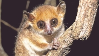 Le microcebus Berthae de Madagascar est le plus petit primate existant au monde